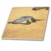 3dRose Sea Turtle On Na Pali Coast Hawaii - Ceramic Tile, 4-inch -Flooring Shop 186b71e5 c996 454f 92e9 77e55fcd8982 1.7b7ceee35fd34ffa7ba8d189c5082d63 1800x1800